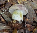 Tylopilus williamsii image