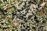 Porpidia macrocarpa f. macrocarpa image