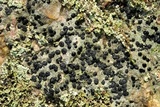 Porpidia macrocarpa f. macrocarpa image