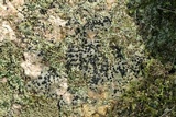 Porpidia macrocarpa f. macrocarpa image