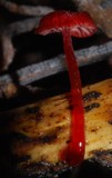 Mycena minirubra image