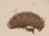 Coprotus ochraceus image