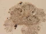 Coprotus ochraceus image