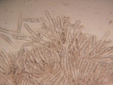 Coprotus ochraceus image