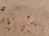 Coprotus ochraceus image