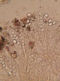 Coprotus ochraceus image