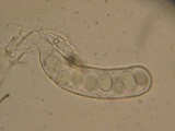 Coprotus ochraceus image