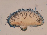 Coprotus ochraceus image