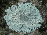 Physcia aipolia image