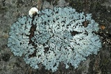 Physcia aipolia image