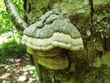 Fomes excavatus image