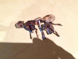 Psilocybe subaeruginosa image