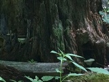 Ganoderma lobatum image