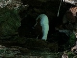 Ganoderma lobatum image