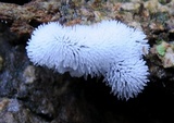 Ceratiomyxa fruticulosa var. fruticulosa image