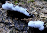 Ceratiomyxa fruticulosa var. fruticulosa image