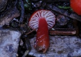 Hygrocybe firma image