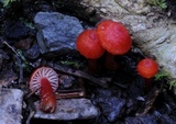 Hygrocybe firma image