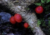 Hygrocybe firma image