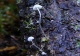 Image of Mycena albidocapillaris