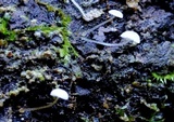 Mycena albidocapillaris image