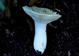 Russula viridis image