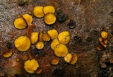 Lachnellula arida image