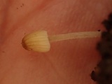 Coprinellus heterosetulosus image