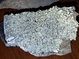 Xanthoparmelia cumberlandia image