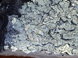 Xanthoparmelia cumberlandia image