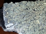 Xanthoparmelia cumberlandia image