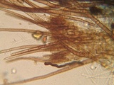 Wilcoxina rehmii image