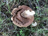 Tylopilus felleus image