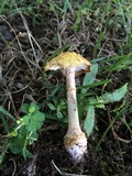 Amanita flavorubens image