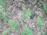 Psathyrella delineata image