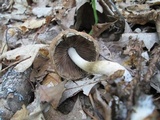 Psathyrella delineata image