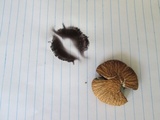 Psathyrella delineata image