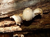 Coprinopsis variegata image