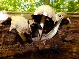 Coprinopsis variegata image
