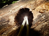 Coprinopsis variegata image