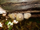 Coprinopsis variegata image