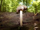 Megacollybia rodmanii image