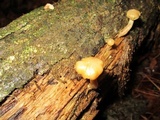 Kuehneromyces marginellus image