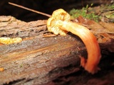 Kuehneromyces marginellus image