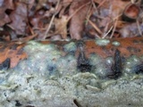 Irpex lacteus image