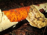 Irpex lacteus image