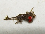 Lamprospora crouanii image