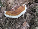 Ganoderma lobatum image
