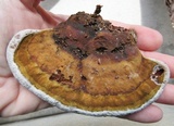 Ganoderma lobatum image