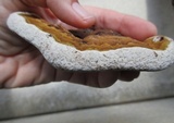 Ganoderma lobatum image
